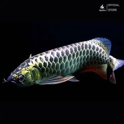 Cá Rồng Hắc Long