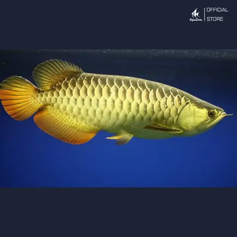 Cá Rồng Kim Long Quá Bối
