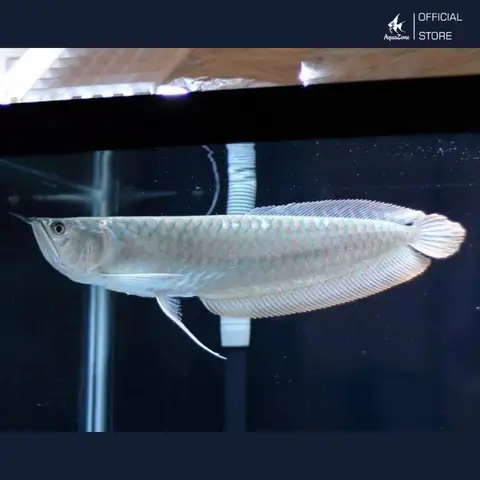 Cá Rồng Ngân Long
