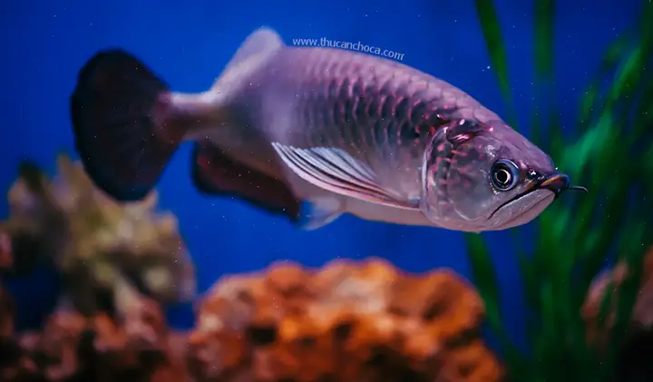 Cá Rồng Châu Úc (australian Arowana)