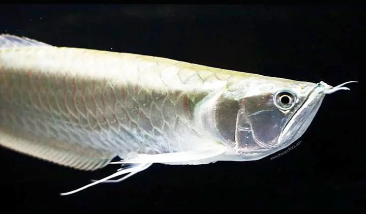 Ngân Long (silver Arowana)