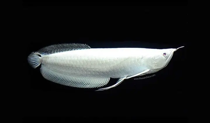 Ngân Long (silver Arowana)