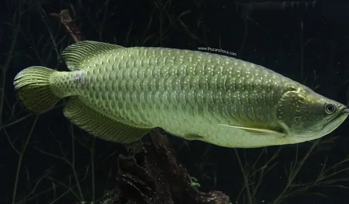 Cá Rồng Châu Úc (australian Arowana)