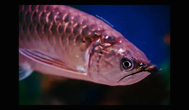 Cá Rồng Châu Úc (australian Arowana)