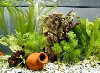 Hệ Thống Lọc Cho Bể Cá Rồng