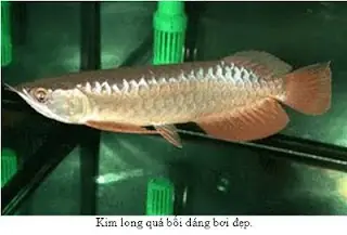 Cá Rồng Giá Sỉ