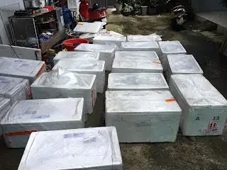 Cá Rồng Size Nhỏ