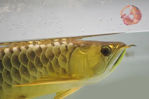 Cá Rồng Gold 24k: Biểu Tượng Của Sự Thịnh Vượng Và May Mắn