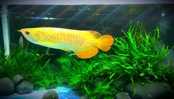 Tiêu Chí Lựa Chọn Địa Chỉ Làm Bể Cá Rồng Uy Tín