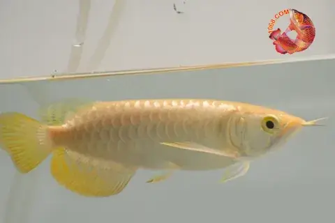 Cá Rồng Hb Splendour