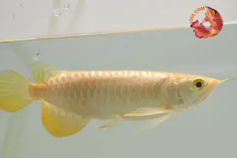 Cá Rồng Hb Splendour