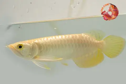 Cá Rồng Hb Splendour