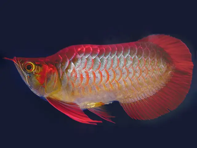 Môi Trường Sống Của Cá Rồng Huyết Long King Short