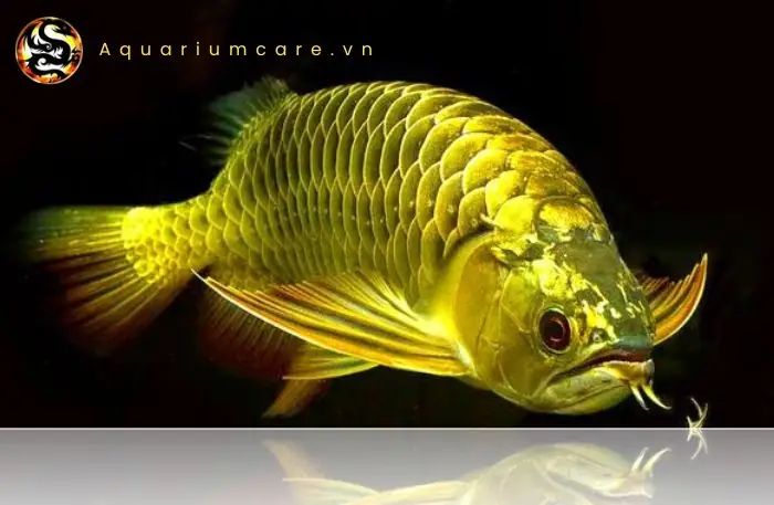 Huyền Thoại Về Nguồn Gốc Và Ý Nghĩa Của Cá Rồng Kim Long Quá Bối 24k9999