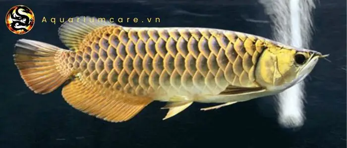 Tách Đàn Cá