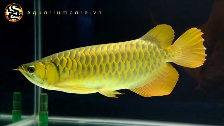 Kích Thước Và Giá Cả Phải Phù Hợp