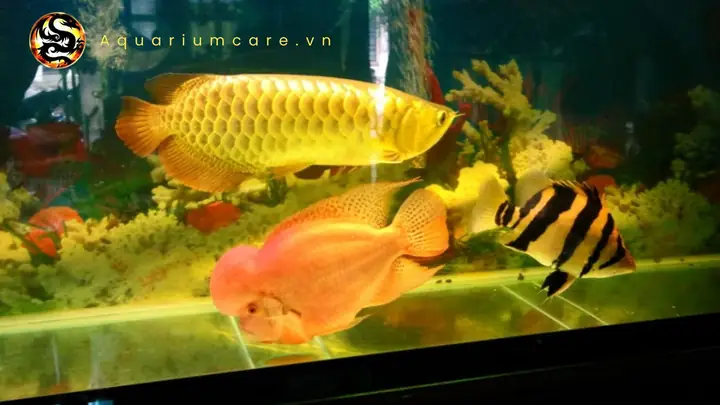 Nhiệt Độ Và Độ Ph Của Nước