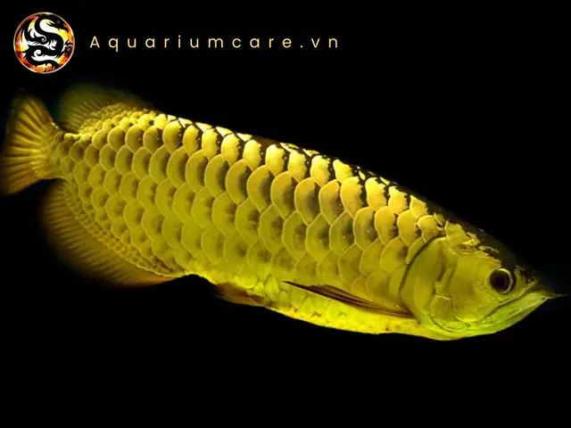 Cá Rồng Kim Long Quá Bối 24k9999