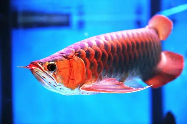 Duy Trì Nhiệt Độ Ổn Định Cho Hồ Cá