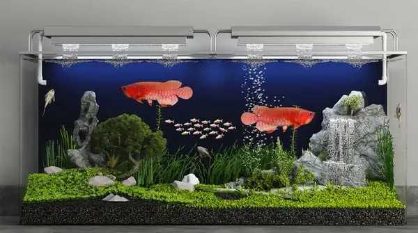 Chuẩn Bị Bể Để Chăm Sóc Cá Rồng