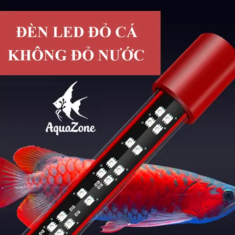 Ánh Sáng Thích Hợp Cho Cá Rồng
