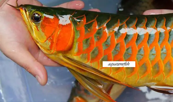 Lựa Chọn Giống Cá Rồng