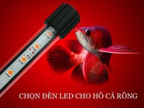 Cá Rồng Leo Vảy Là Gì? Dấu Hiệu Nhận Biết