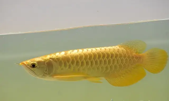 Giá Trị Và Ý Nghĩa Phong Thủy Của Cá Rồng Malaysia Gold 24k