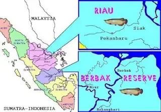 Đặc Điểm Nổi Bật Của Cá Rồng Malaysia Gold 24k
