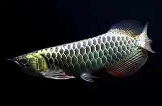 Giới Thiệu Chung Về Cá Rồng Malaysia Gold 24k