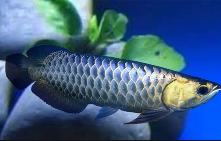 Cá Rồng Nằm Đáy Do Bệnh Lý