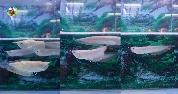 Cách Nuôi Cá Rồng Ngân Long 25-30cm