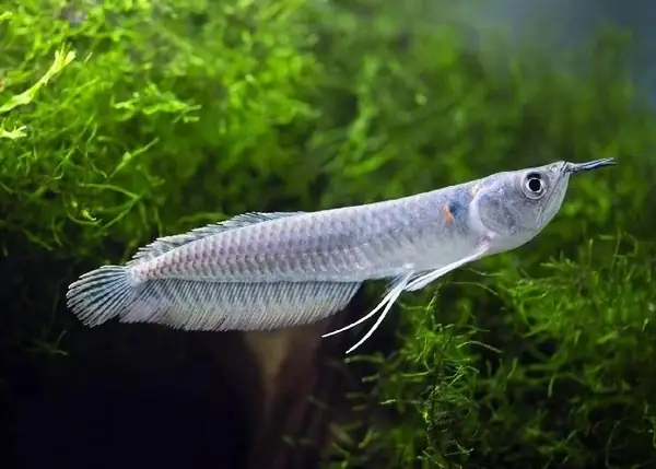 Giá Cá Rồng Ngân Long