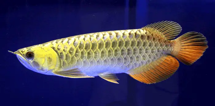 Thức Ăn Của Cá Rồng Highback