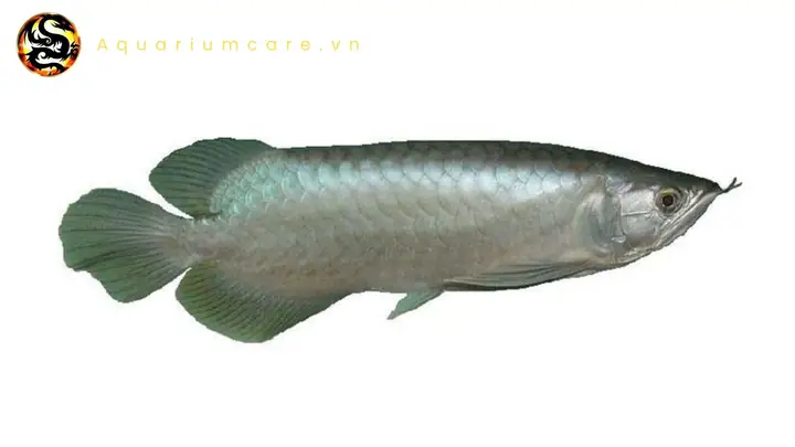 Thay Nước