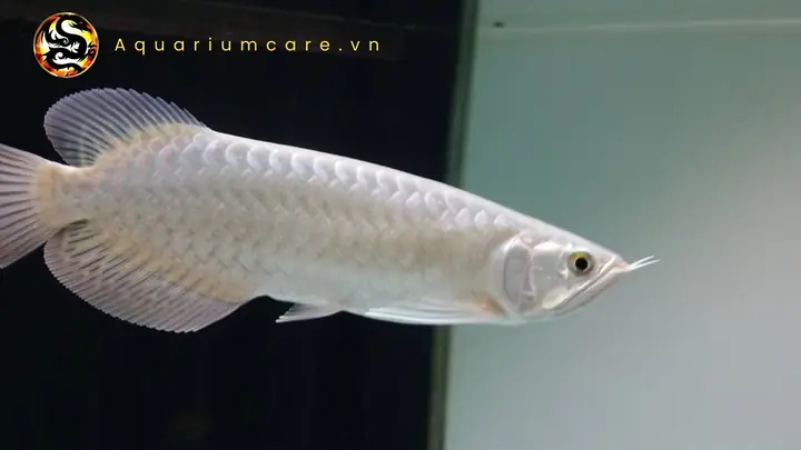 Tập Tính
