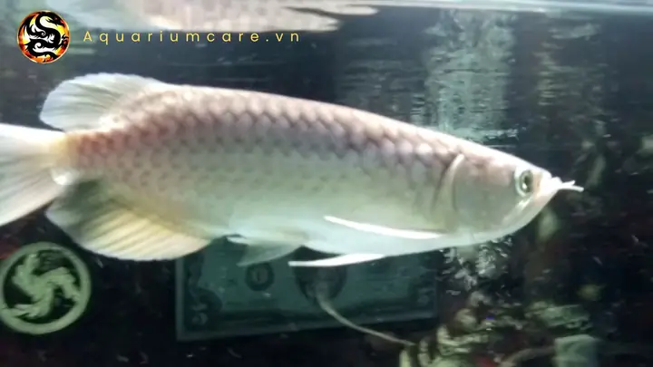 Các Bệnh Thường Gặp Ở Cá Rồng Thanh Long Và Biện Pháp Phòng Ngừa
