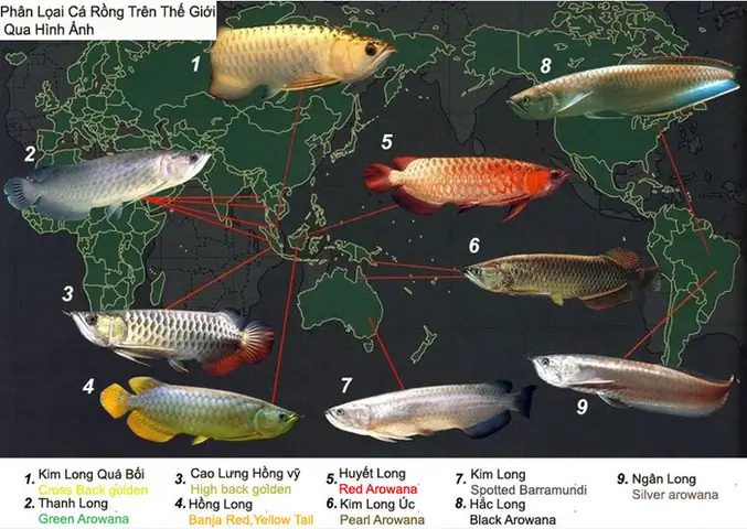 Cá Rồng Trân Châu