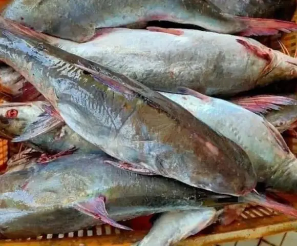 Cá Rún Là Cá Gì? Tìm Hiểu Đặc Điểm, Món Ngon Và Cách Chọn Mua