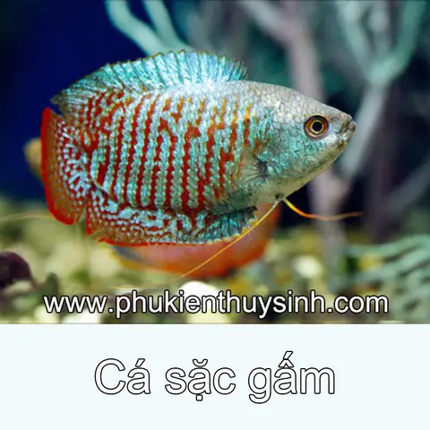Cá Sặc Gấm - Trichogaster Lalius