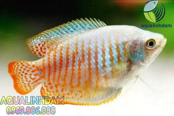 Giới Thiệu Chuyên Sâu Về Cá Sặc Gấm (trichogaster Lalius)