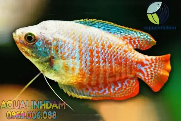 Cá Sặc Gấm Nuôi Chung Với Cá Nàolà Tốt Nhất? Giải Đáp Từ Chuyên Gia