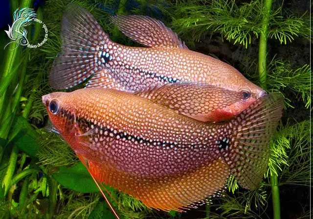 Cá Sặc Trân Châu Là Gì? Đặc Điểm, Môi Trường Sống Và Cách Nuôi Hiệu Quả