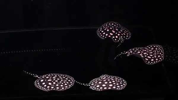Cá Đuối Nước Ngọt Giá Bao Nhiêu Cá Đuối Nước Ngọt Giá Bao Nhiêu