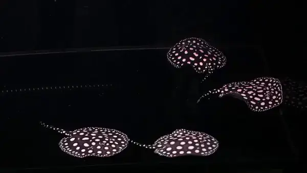 Cá Sam Black Diamond: Những Đặc Điểm Nổi Bật Và Sự Hấp Dẫn