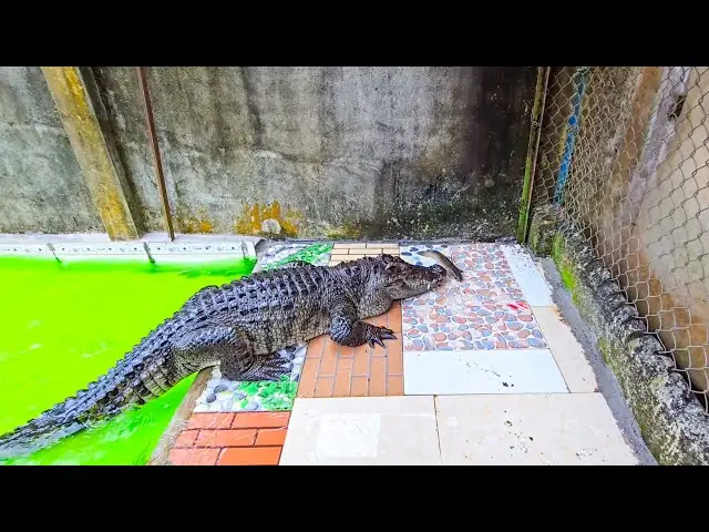 Cá Sấu Ăn Cá: Thức Ăn Tự Nhiên, Tuyệt Vời Cho Chó Cưng
