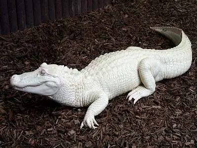 Cá Sấu Bạch Tạng