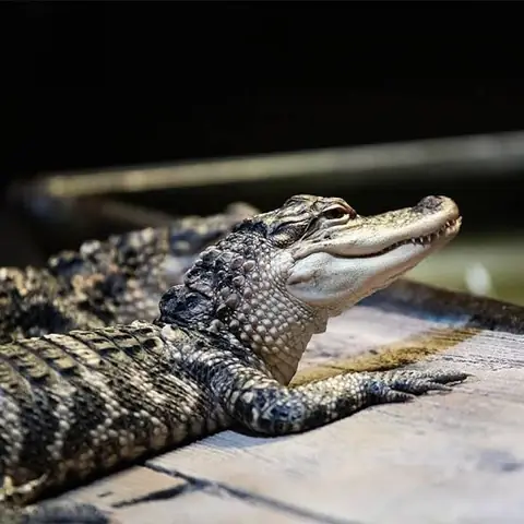 Cuộc Chiến Hiếm Hoi Giữa Cá Sấu Mỹ Và Cá Sấu Châu Mỹ Tại Florida
