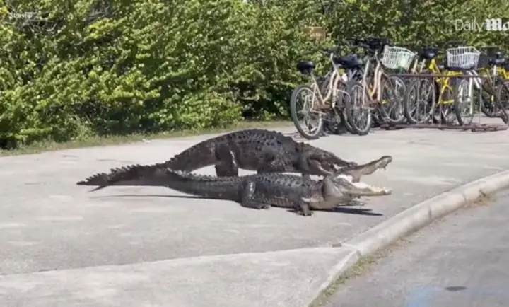 Cuộc Chiến Hiếm Hoi Giữa Cá Sấu Mỹ Và Cá Sấu Châu Mỹ Tại Florida