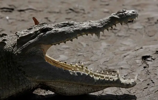 Cuộc Chiến Hiếm Hoi Giữa Cá Sấu Mỹ Và Cá Sấu Châu Mỹ Tại Florida